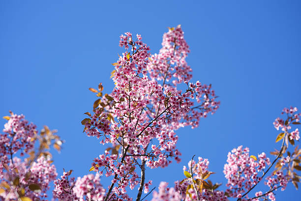 istock Cherry blossoms in full bloom under the blue sky in spring, Sakura flower, Nature or environment background 2254333265