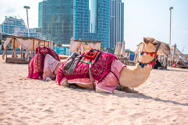 istock Decorated Camel Resting on the Beach with Dubai Skyline in Background 2254333293