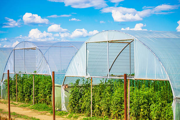 Greenhouses in nice summer scenery Bulgaria. Tomatoes greenhouses and beautiful summer blue sky with white fluffy clouds. Picture taken on July 12 2014,Plovdiv district ,Bulgaria