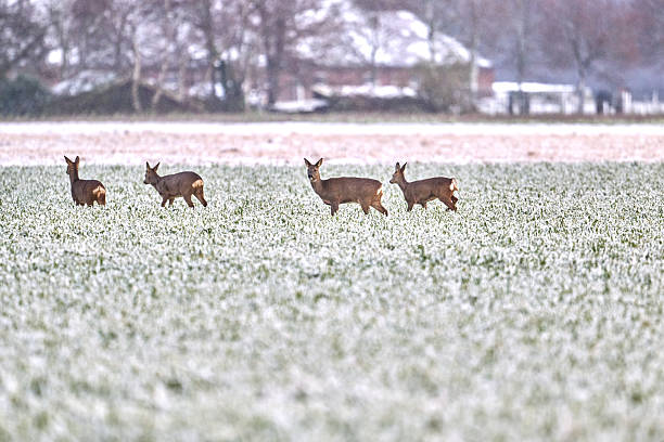 herd of roe der during a snow storm in a field