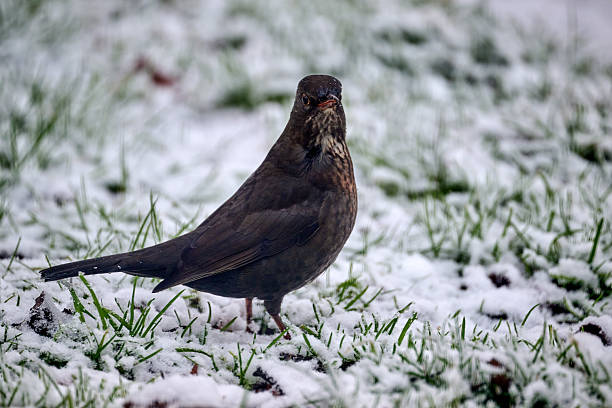 A detailed photograph of a blackbird (Turdus merula), captured standing amidst snow and scattered seeds during winter in Denmark, offering insight into the behavior and habitat of Danish avian wildlife.