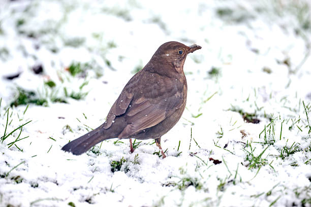 male blackbird in the countryside