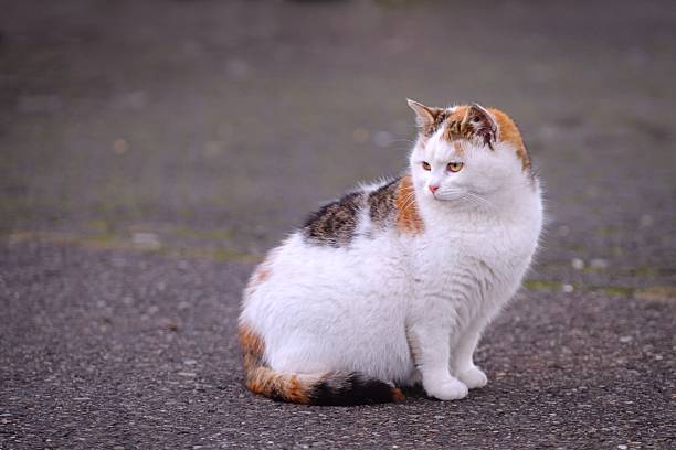 istock Cute kitten sitting outdoors and looking away. Horizontal image with selective focus. 2254334953