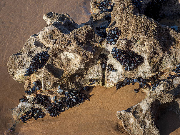 Mussels on rock and sand at Vila do Bispo beach. Mussels densely covering a textured rock formation on a sandy beach shore during low tide