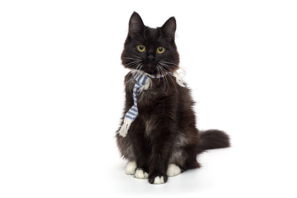 istock Small black kitten in a blue scarf 2254335094