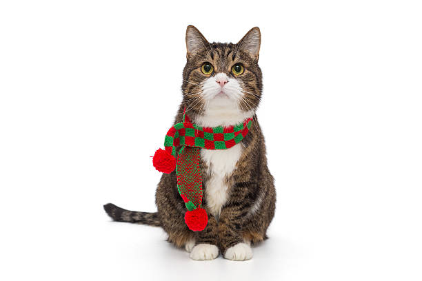 istock Beautiful grey cat in a warm scarf 2254335108