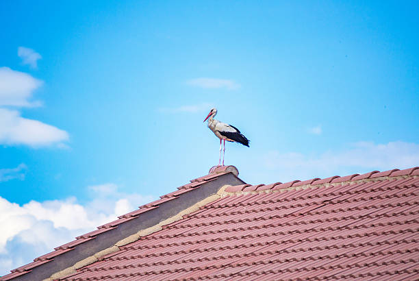 Stork standing on a new roof top on hot summer day. stork basking in the sun against bright blue sky on hot summer day. Picture taken on July 12th 2014,Bulgaria.