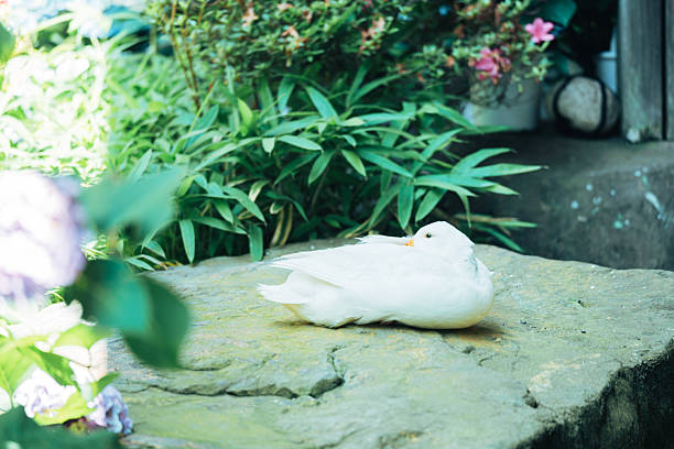 a white duck is standing on the ground and looking at the pond
