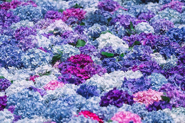 Hydrangeas in Ibaraki Prefecture in June 2025