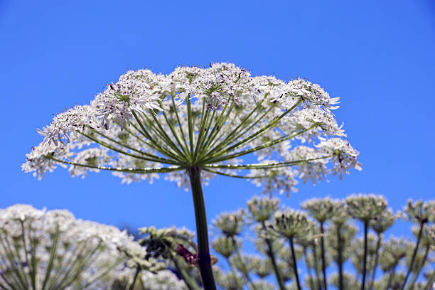 istock Flower of the giant hogweed in spring 2254337063