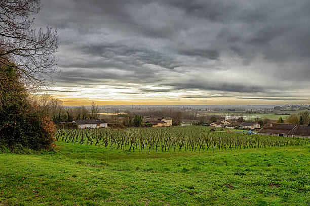 Saint-Romain-la-Virvée, France. Scenic agricultural landscape featuring a vineyard and houses in Nouvelle-Aquitaine, France