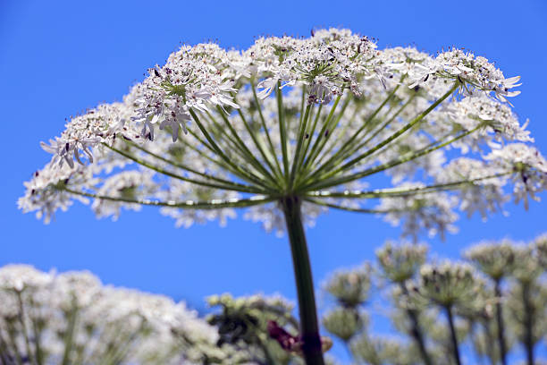 istock Flower of the giant hogweed in spring 2254337094