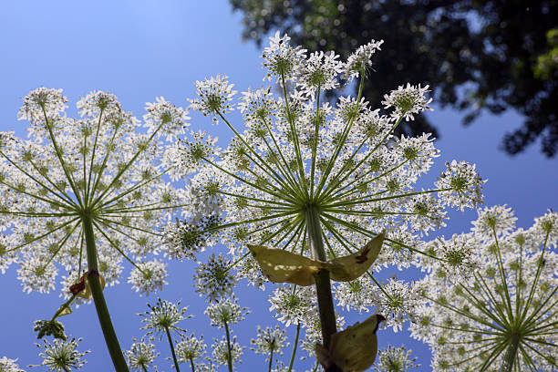 istock Flower of the giant hogweed in spring 2254337103