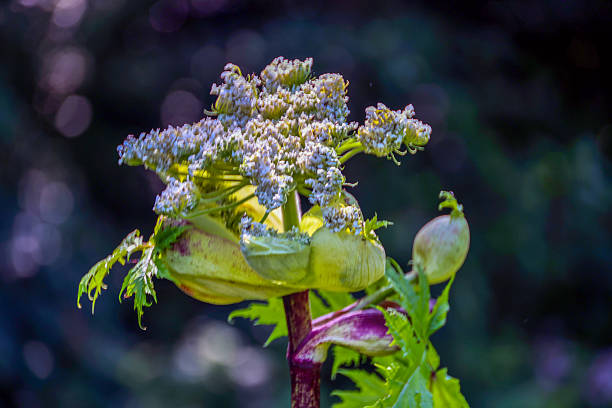 Flower of the giant hogweed in spring where touching can give burns and allergic reactions