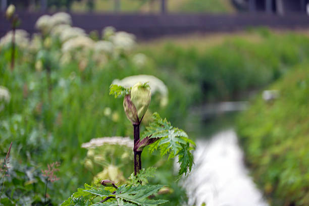 Flower of the giant hogweed in spring where touching can give burns and allergic reactions