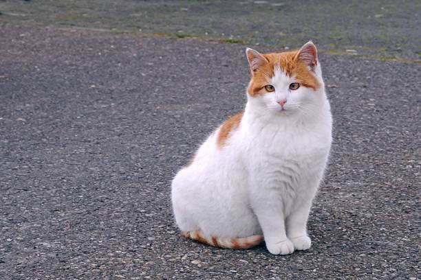 Cute cross-eyed kitten sitting outdoors and looking away. Horizontal image with selective focus.