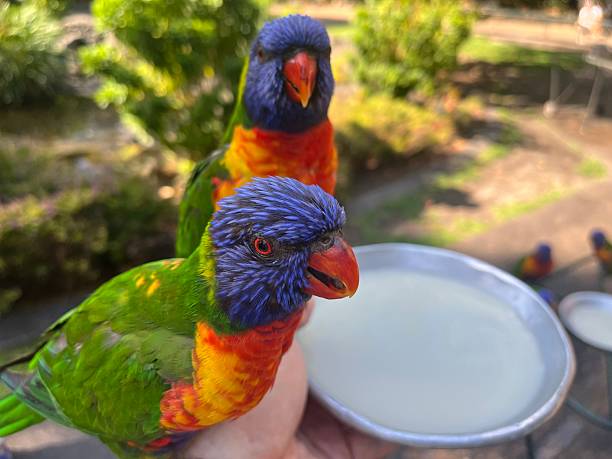 multiple lorikeets (Trichoglossusmoluccanus) feeding together from a tray, surrounded by dense green foliage that highlights their social behaviour