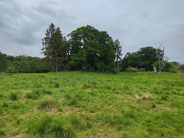 Lush green meadow leading to dense forest