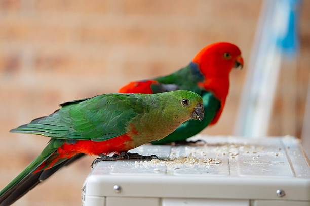 An adult Australian king parrot (AlisterusScapularis) shares sunflower seeds with its juvenile