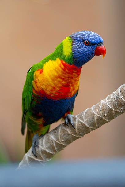 In this close-up portrait, a Rainbow Lorikeet (Trichoglossus moluccanus) gazes directly at the camera, its vivid plumage bursting with blues, greens, reds, and yellows. The softly blurred background enhances the bird’s striking features.