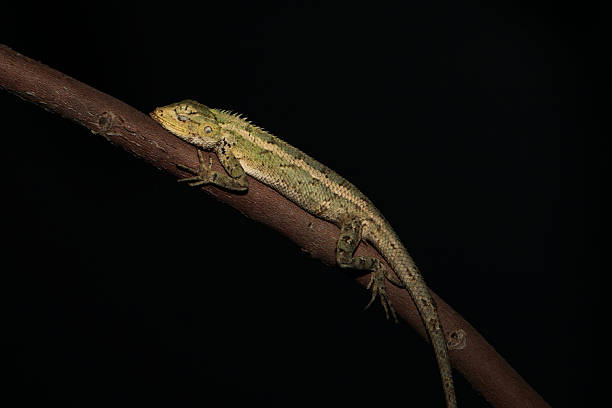 istock Sleeping Oriental Garden Lizard Calotes versicolor on Branch at Night 2254340076