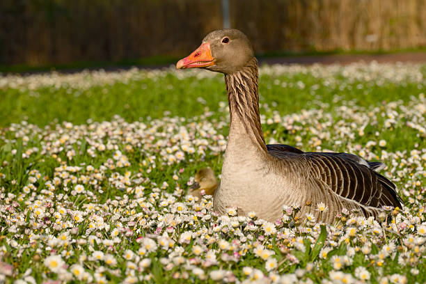 Adult greylag goose lying in a meadow covered with small white spring flowers
