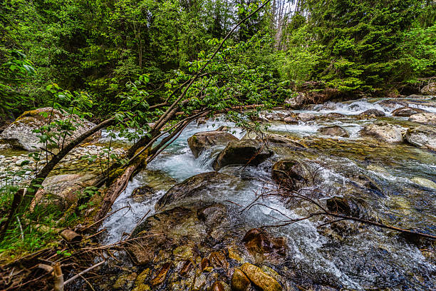 Rushing mountain river flowing over rocks in a dense evergreen forest. Captured in the High Tatras National Park, Slovakia. Pristine nature with mossy stones and crystal clear water in summer.
