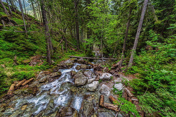 Powerful mountain stream flowing through a dense coniferous forest in the High Tatras. Kmetov waterfall (Kmeťov vodopád) surrounded by mossy rocks and fallen trees in the Nefcerka valley, Slovakia.