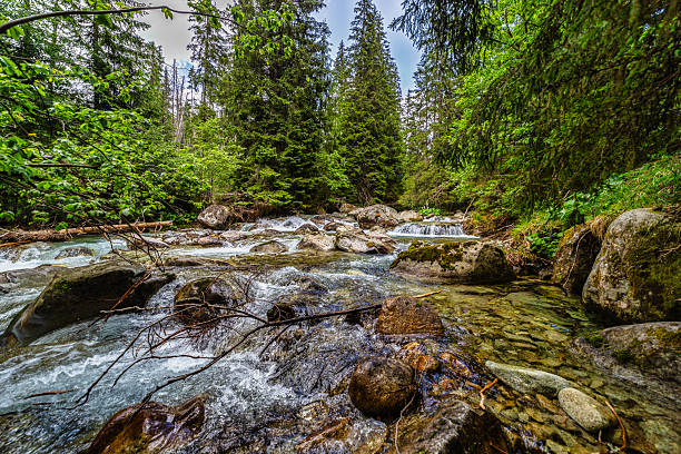 Rushing mountain river flowing over rocks in a dense evergreen forest. Captured in the High Tatras National Park, Slovakia. Pristine nature with mossy stones and crystal clear water in summer.