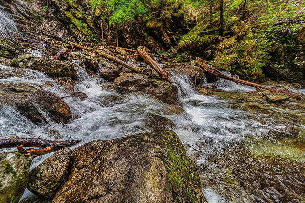 Powerful mountain stream flowing through a dense coniferous forest in the High Tatras. Kmetov waterfall (Kmeťov vodopád) surrounded by mossy rocks and fallen trees in the Nefcerka valley, Slovakia.