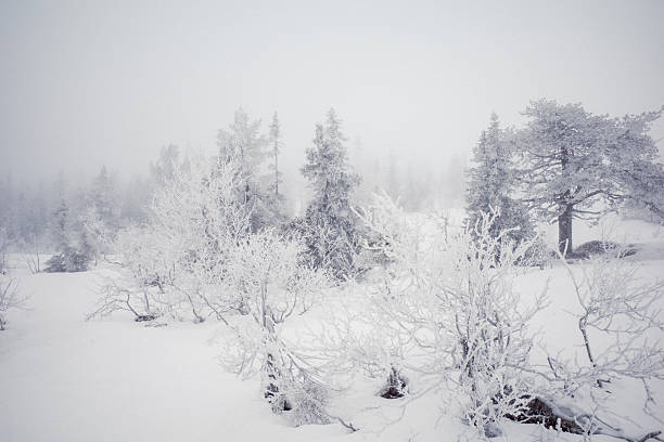istock Snow-covered forest landscape in winter fog 2254341987