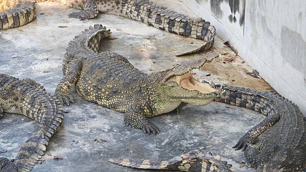 istock Siamese Freshwater Crocodile Opening Mouth. 2254343480