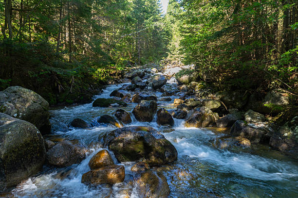 A clear mountain stream flowing over large mossy boulders in a sunlit forest. Captured in the High Tatras National Park, Slovakia, showcasing the pristine wilderness and natural water flow.