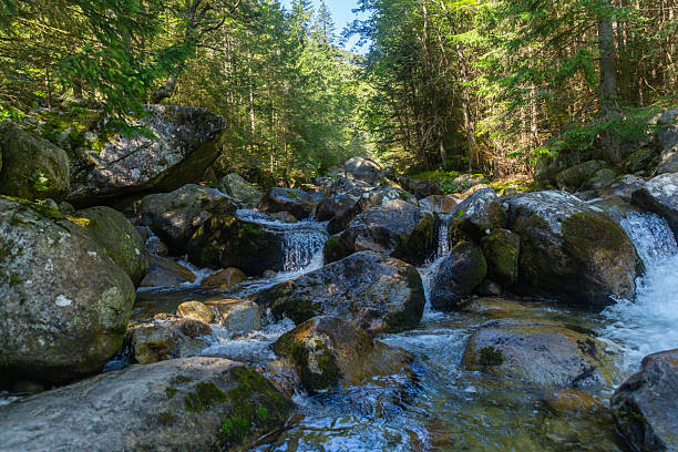 A clear mountain stream flowing over large mossy boulders in a sunlit forest. Captured in the High Tatras National Park, Slovakia, showcasing the pristine wilderness and natural water flow.