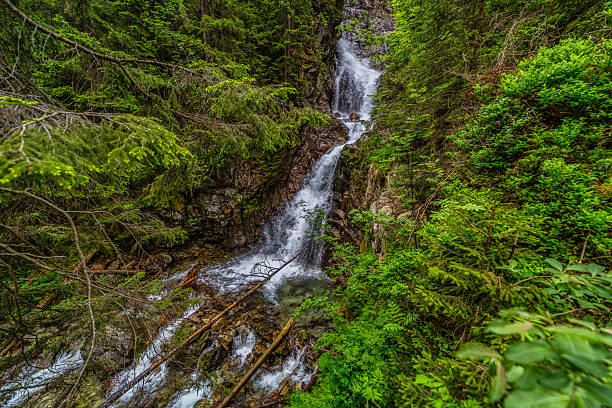 Powerful mountain stream flowing through a dense coniferous forest in the High Tatras. Kmetov waterfall (Kmeťov vodopád) surrounded by mossy rocks and fallen trees in the Nefcerka valley, Slovakia.