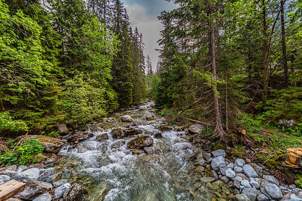 A picturesque gravel hiking trail winding through the mountains next to a fast-flowing alpine river. High Tatras National Park landscape with evergreen forests, lush vegetation, and a dramatic cloudy sky.