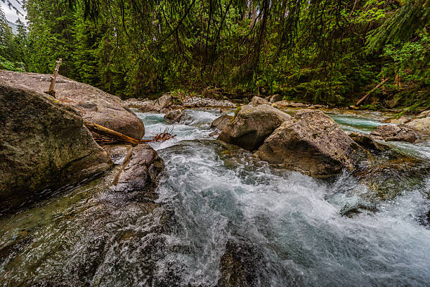 istock Wild mountain stream flowing through a lush green forest in High Tatras 2254344591