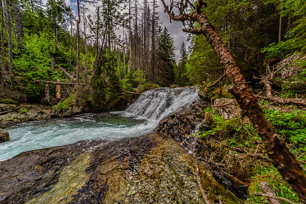 istock Wild mountain stream flowing through a lush green forest in High Tatras 2254344599