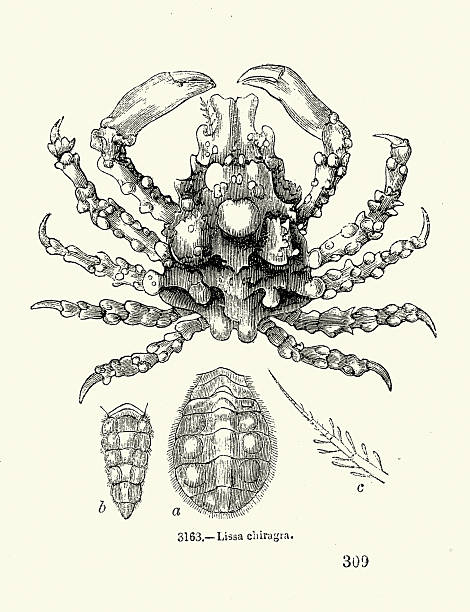 Lissa chiragra or  Pisa chiragra, often called the red masked crab, Wildlife, Vintage illustration