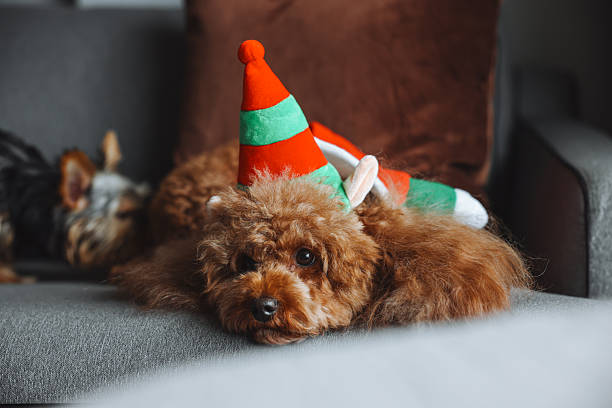Merry Christmas and Happy New Year. Cute puppy and Christmas elf costume. Dog smile. Closeup, studio shot. Congratulations for family, friends and colleagues. Pets care concept