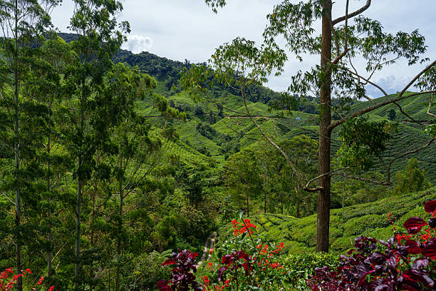 istock BOH Cameron Highlands  in Malaysia 2254345903
