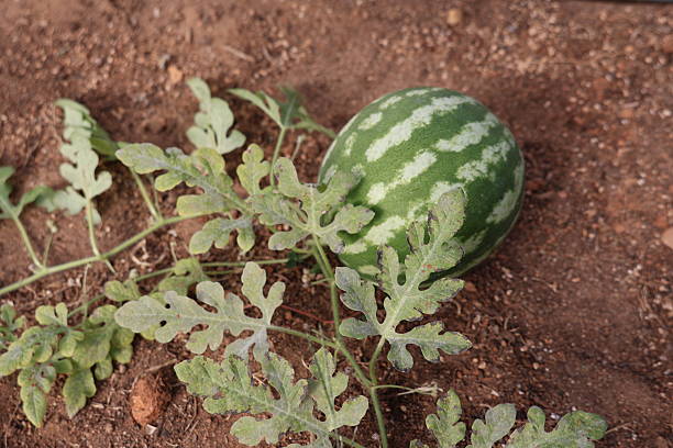 istock Young watermelon growing on the vine in dry soil, close-up view 2254346068