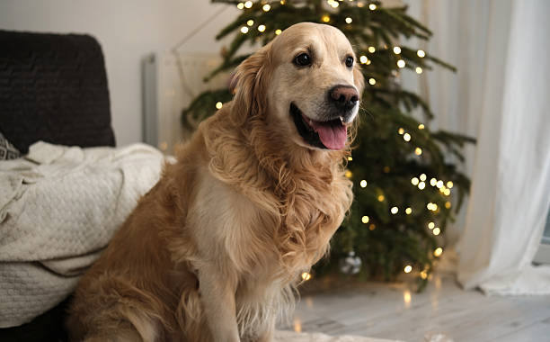 istock Happy Golden Retriever Dog 2254346154