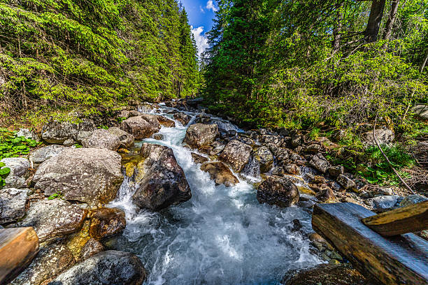 A powerful mountain stream rushing over rocks in a lush green coniferous forest. Crystal clear water and sun-drenched trees in the Tatra National Park, Slovakia.