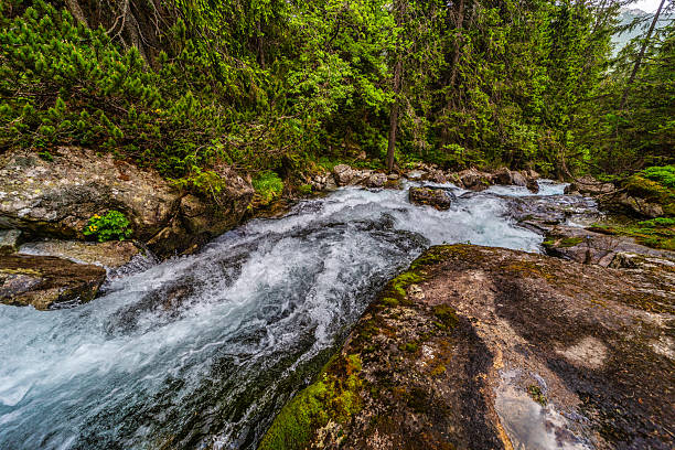 istock Wild mountain river flowing through green forest in High Tatras 2254346385