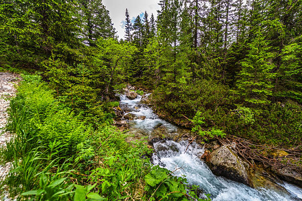istock Wild mountain river flowing through green forest in High Tatras 2254346404