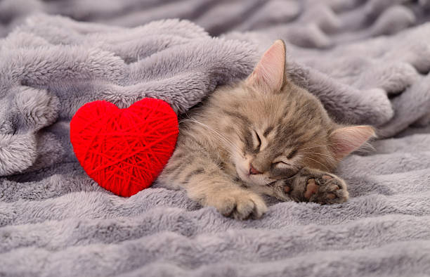 istock Cute kitten sleeping under grey blanket with red heart 2254346434