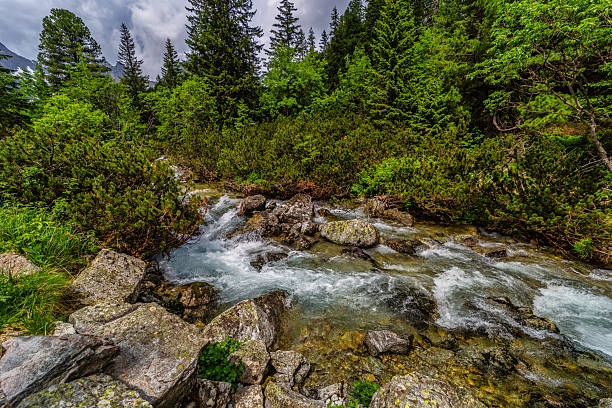 A powerful mountain stream rushing over rocks in a lush green coniferous forest. Crystal clear water and sun-drenched trees in the Tatra National Park, Slovakia.
