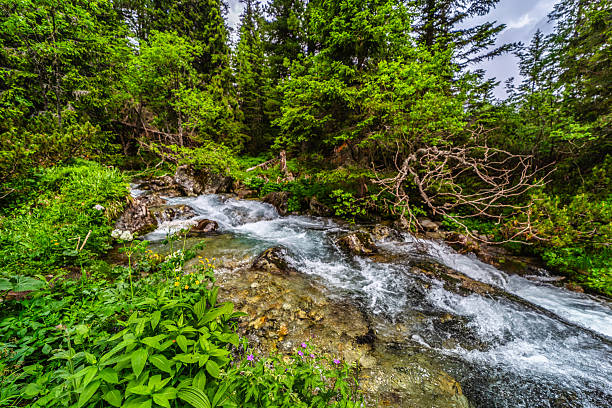 istock Wild mountain river flowing through green forest in High Tatras 2254346989