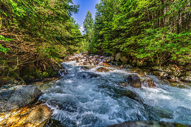 istock Wild mountain river flowing through green forest in High Tatras 2254347106